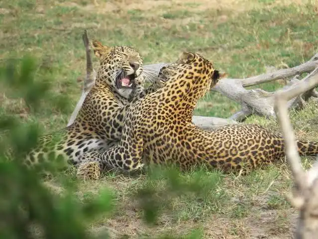 Complete Guide to Yala National Park