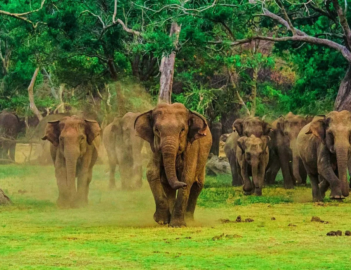 Udawalawe