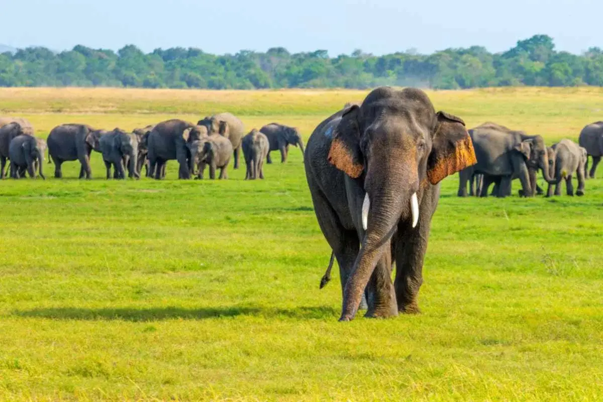 Wildlife & Nature