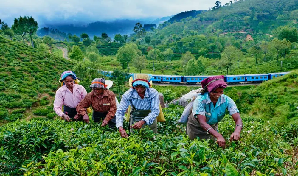 Tea Plantation Guided Walk & Tasting